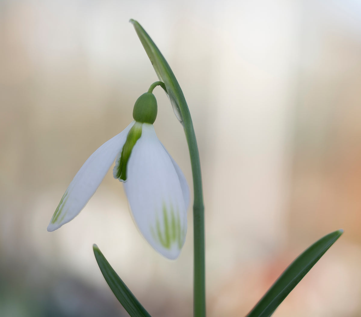 Galanthus 'Amy Doncaster'