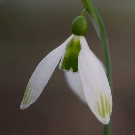 Galanthus 'Amy Doncaster'
