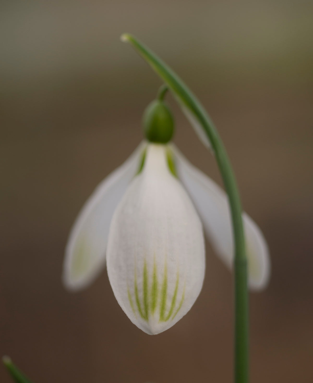 Galanthus 'Amy Doncaster'