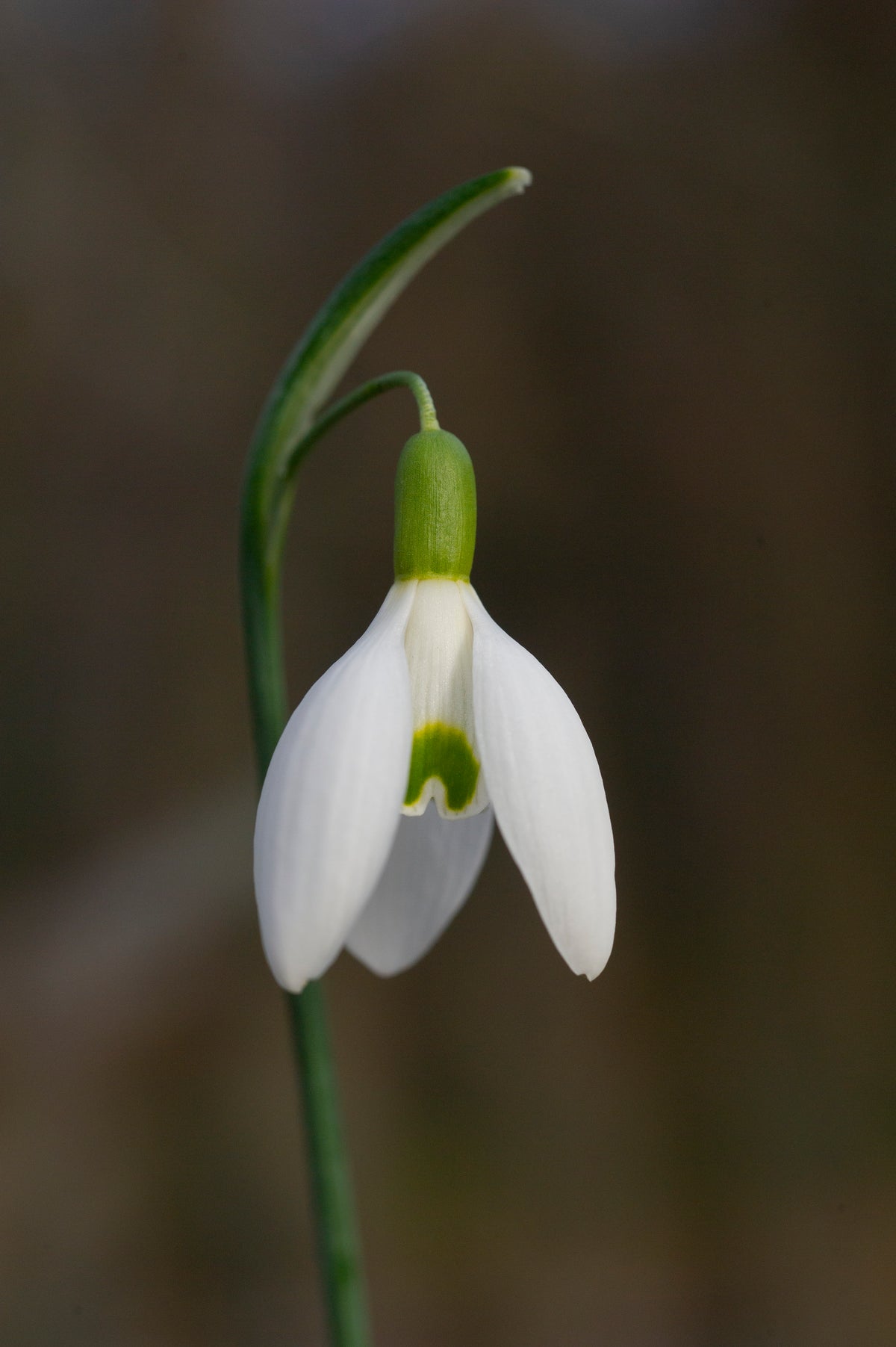 Galanthus 'Anita'