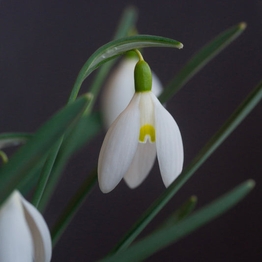 Galanthus 'Anita'