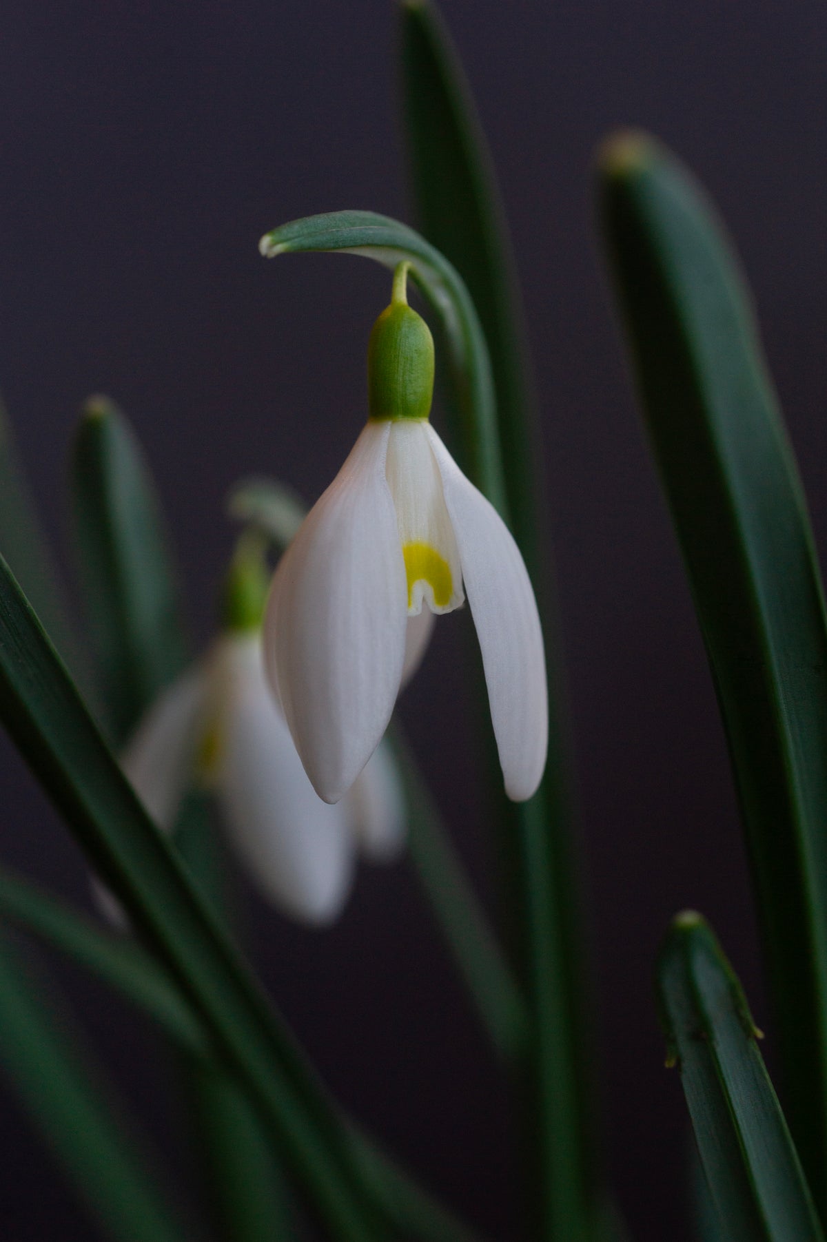 Galanthus 'Anita'