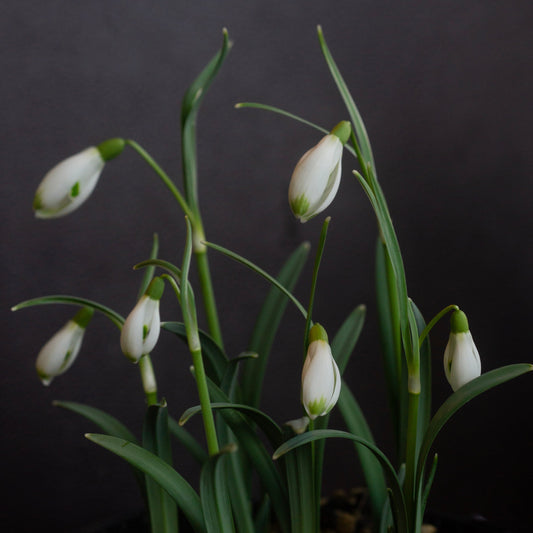 Galanthus 'Ant'
