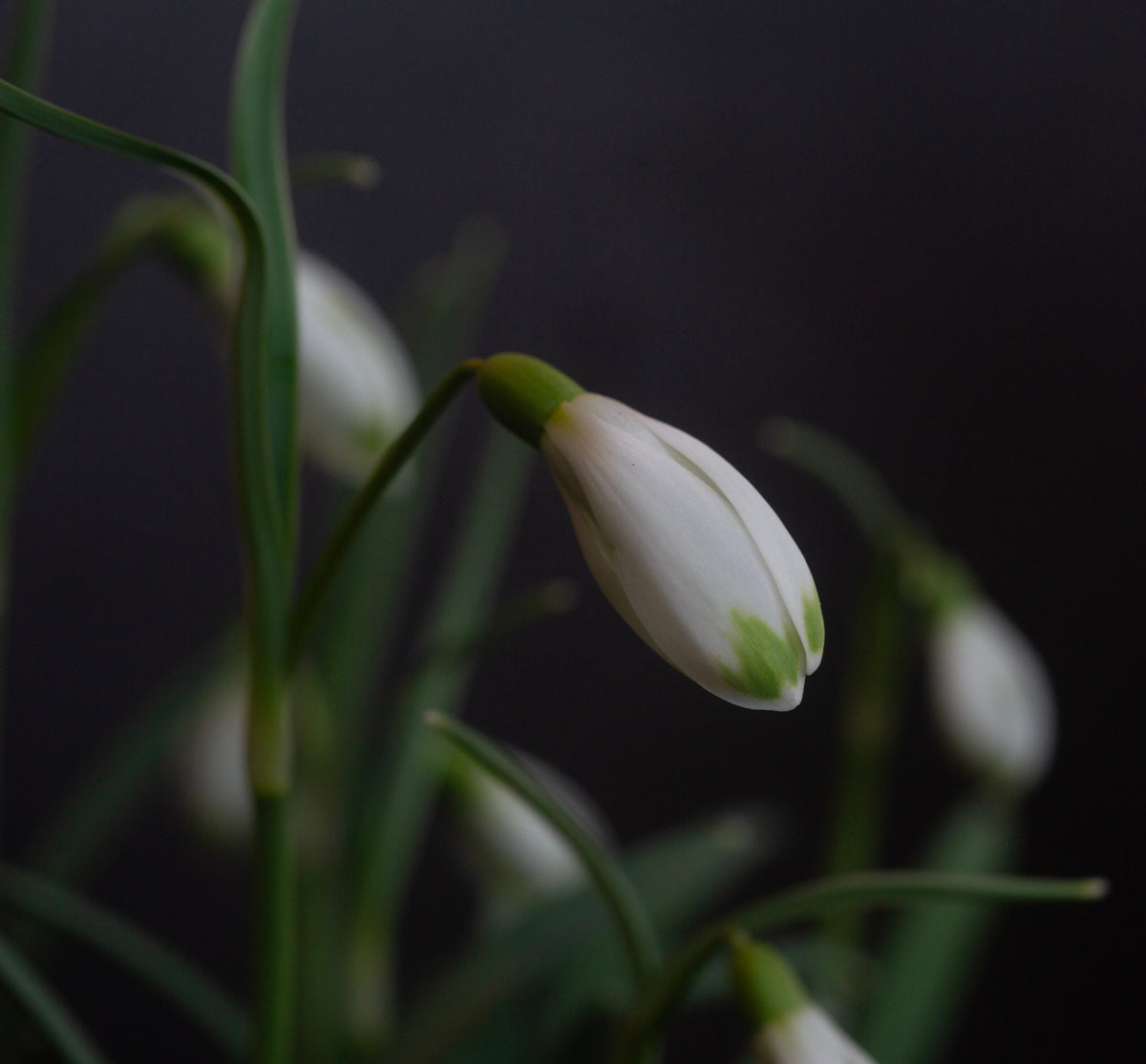 Galanthus 'Ant'