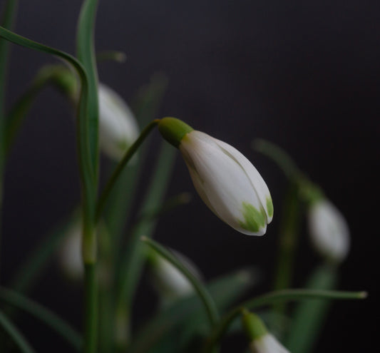 Galanthus 'Ant'