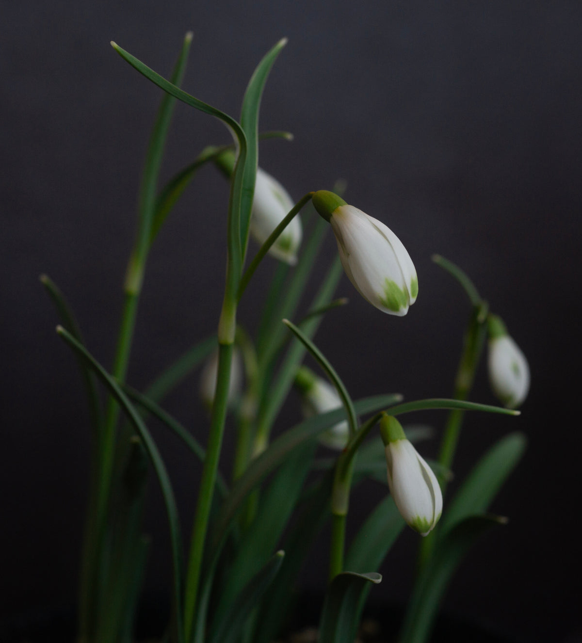 Galanthus 'Ant'