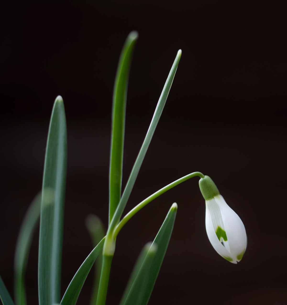 Galanthus 'Ant'
