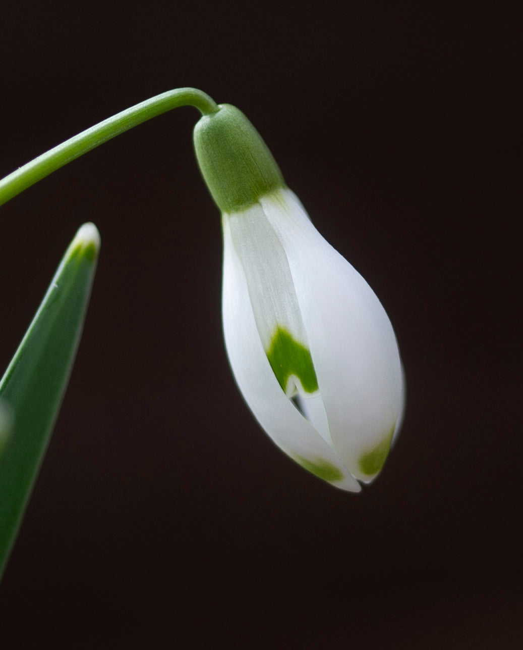 Galanthus 'Ant'