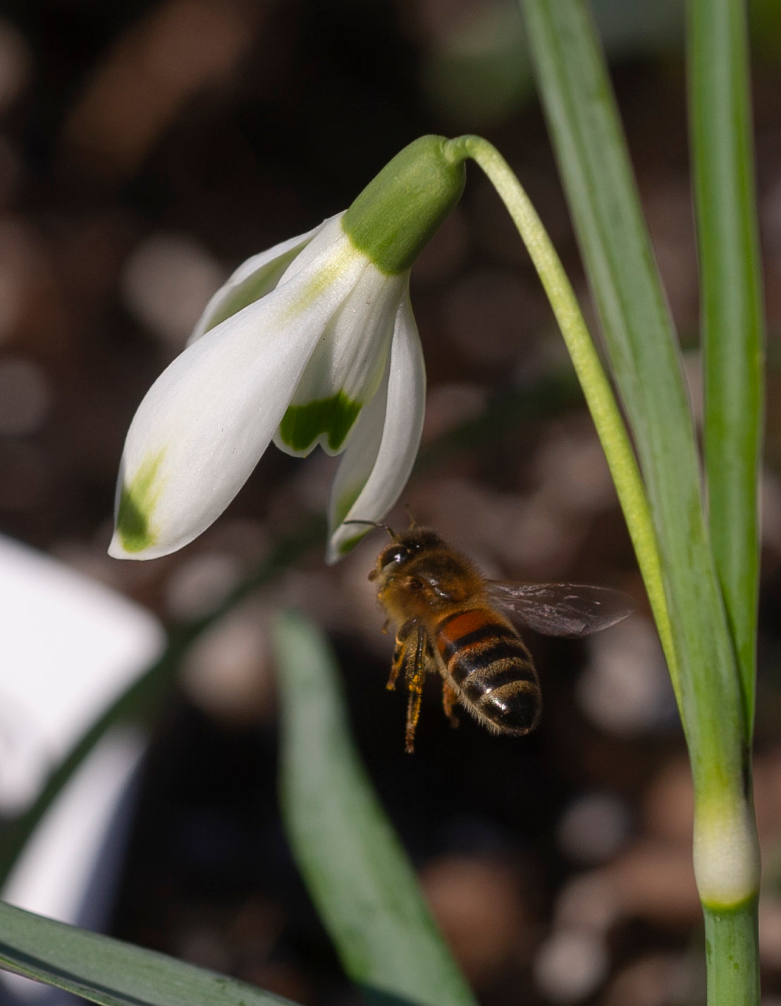 Galanthus 'Ant'