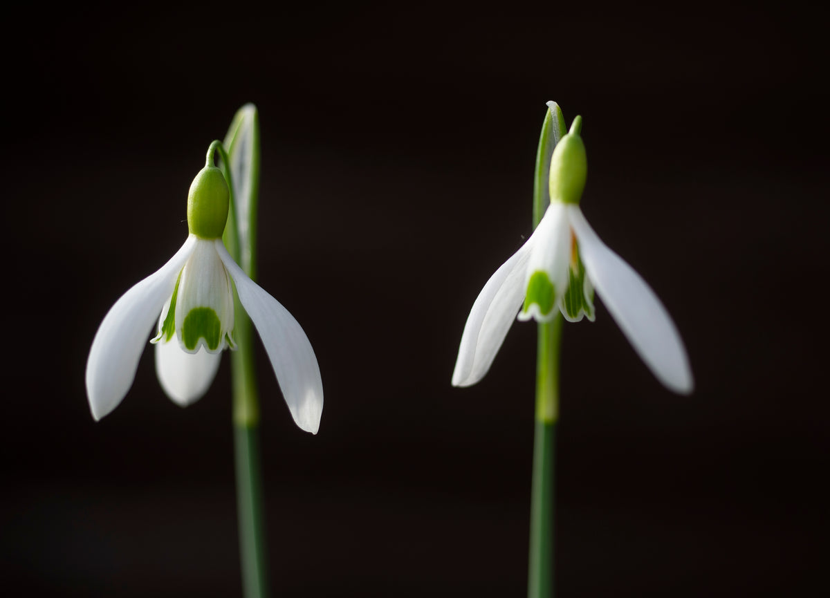 Galanthus 'Bankside' snowdrop – photo 3
