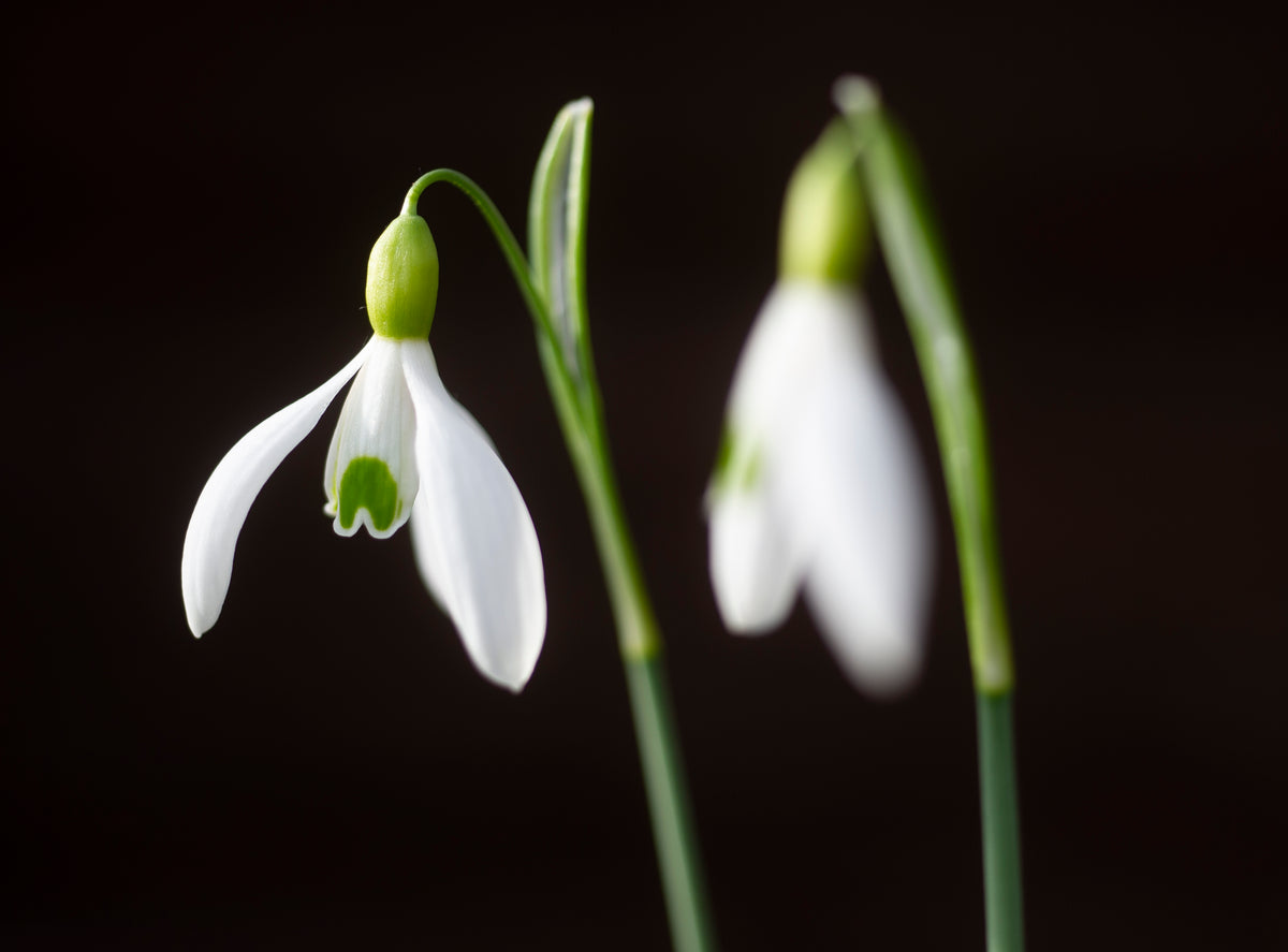 Galanthus 'Bankside' snowdrop – photo 2