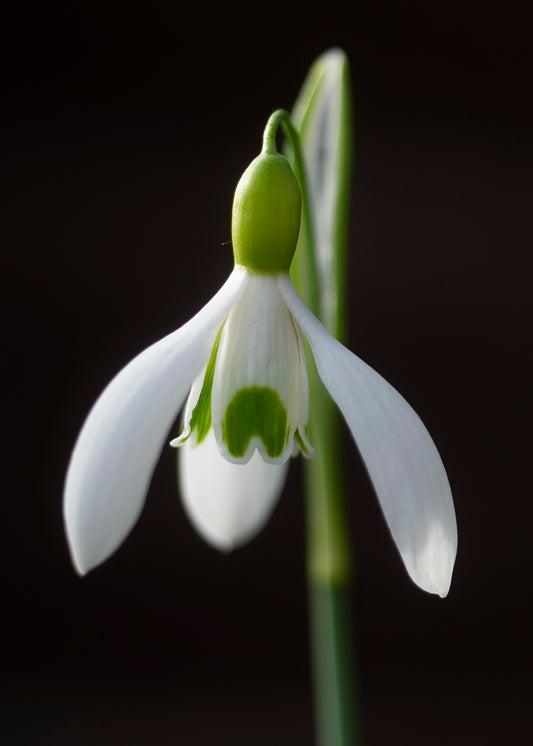 Galanthus 'Bankside' snowdrop flower