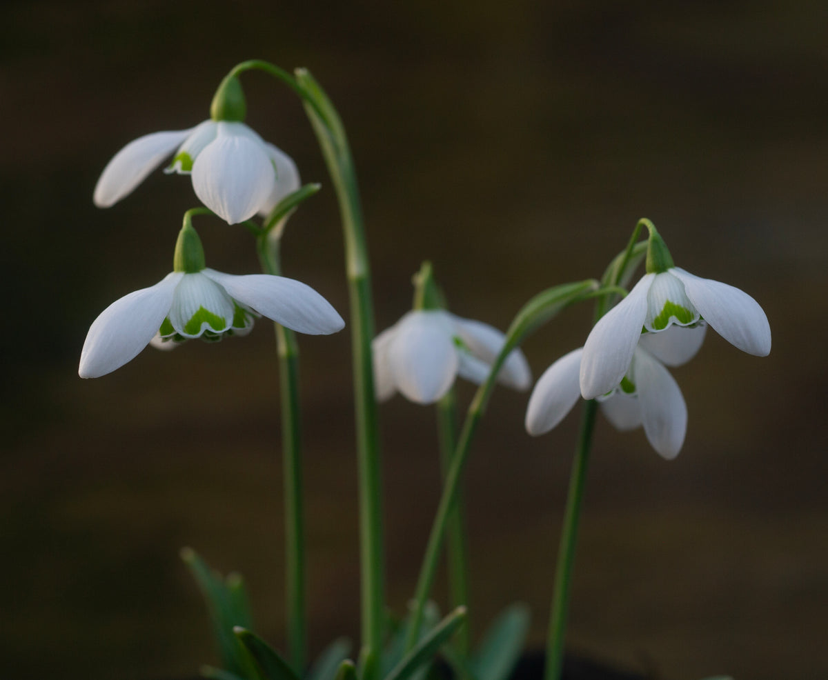 Galanthus 'Barbara's Double'