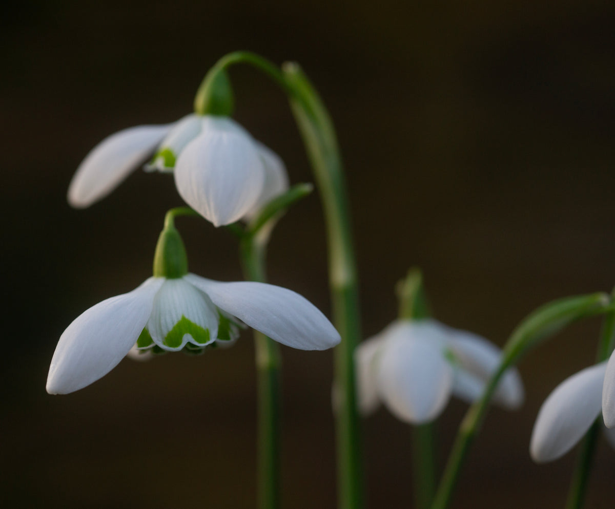 Galanthus 'Barbara's Double'