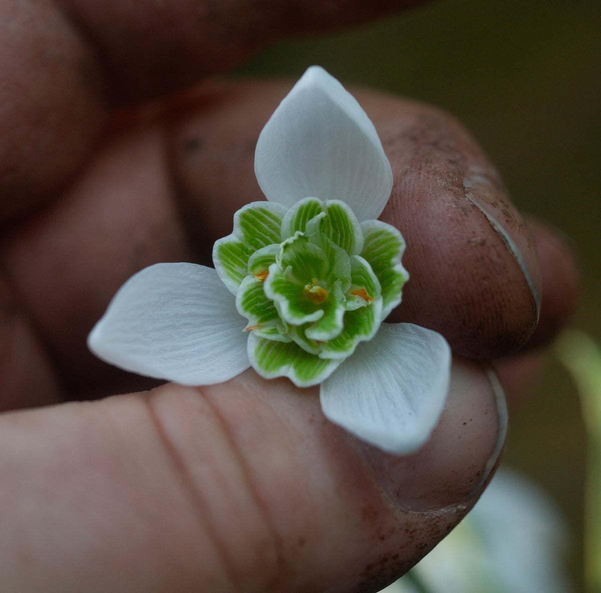 Galanthus 'Barbara's Double'