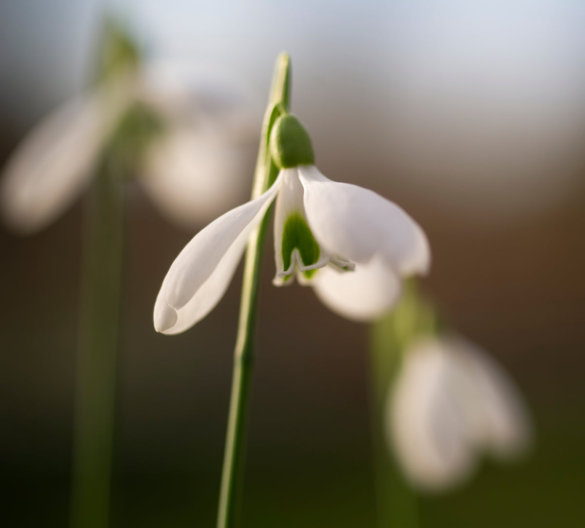 Galanthus rizehensis 'Baytop' snowdrop flower