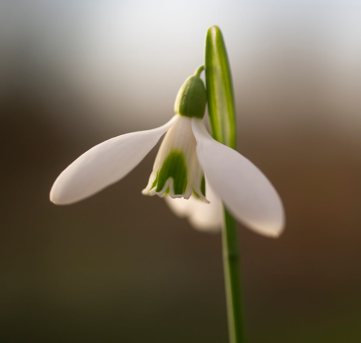 Galanthus rizehensis 'Baytop' snowdrop – photo 2