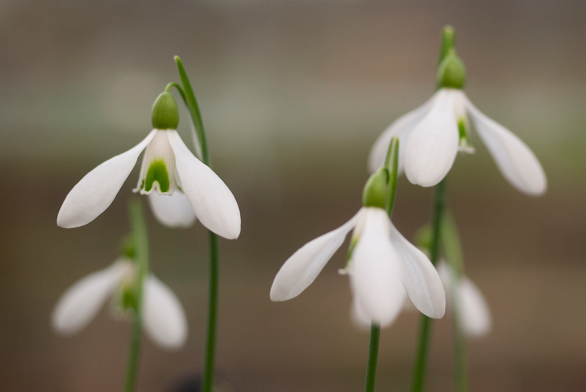 Galanthus rizehensis 'Baytop' snowdrop – photo 3