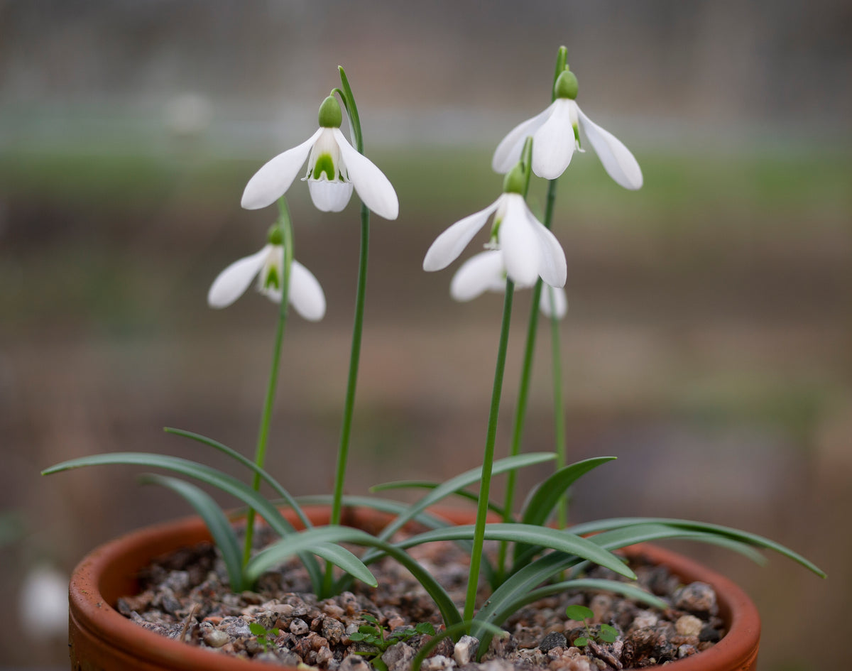 Galanthus rizehensis 'Baytop' snowdrop – photo 4