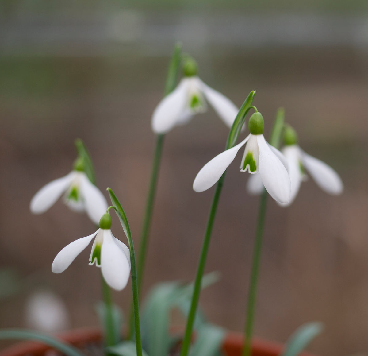 Galanthus rizehensis 'Baytop' snowdrop – photo 7