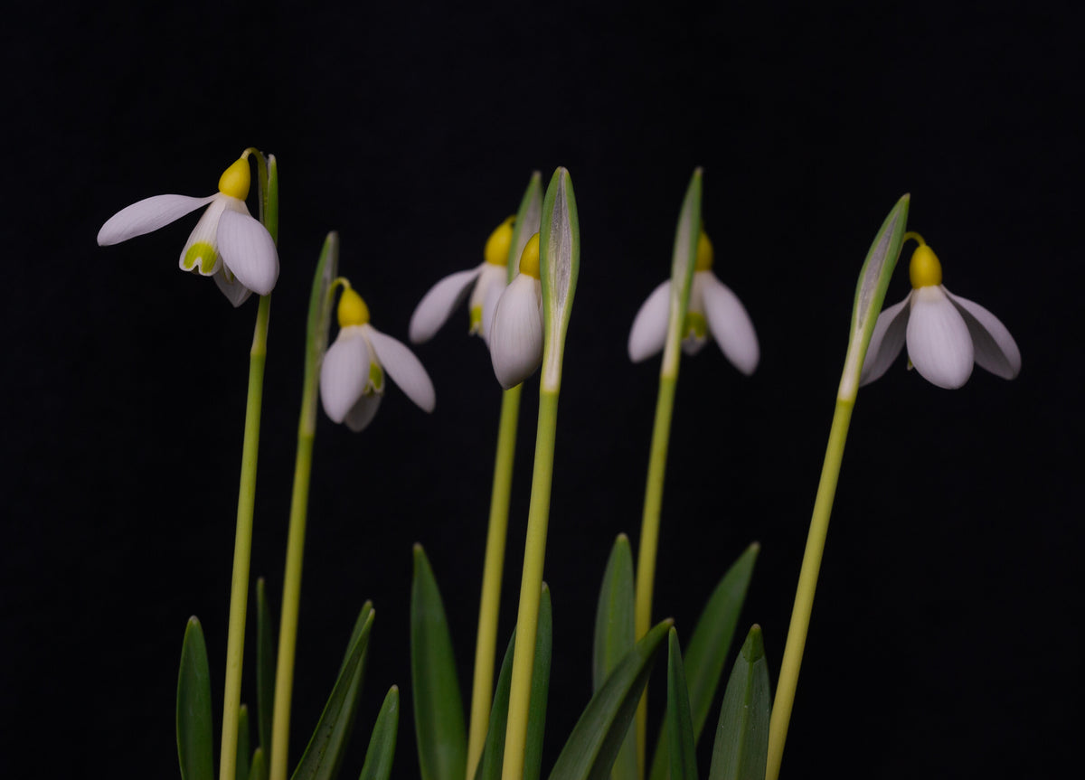 Galanthus x valentinei 'Belvedere Gold' snowdrop – photo 2