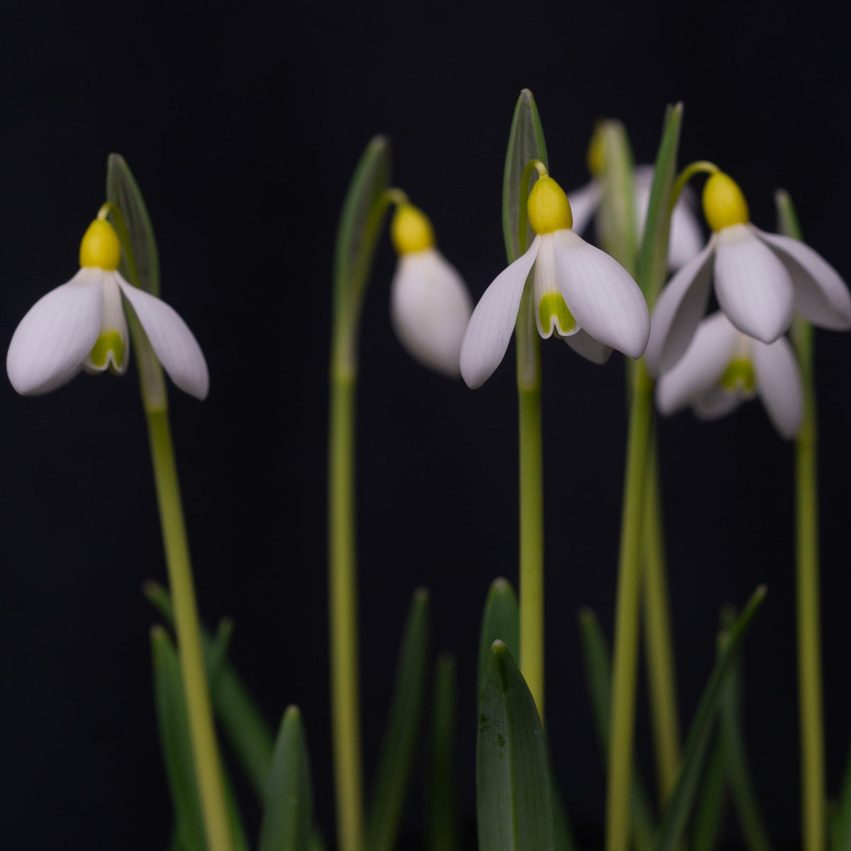 Galanthus x valentinei 'Belvedere Gold' snowdrop flower