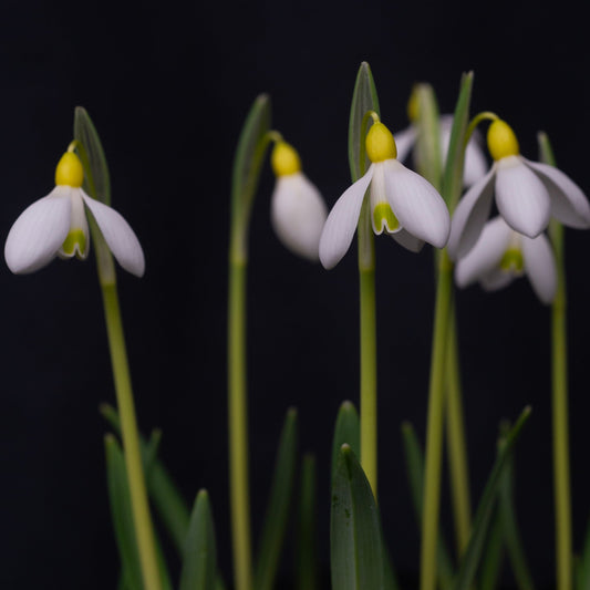 Galanthus x valentinei 'Belvedere Gold' snowdrop flower