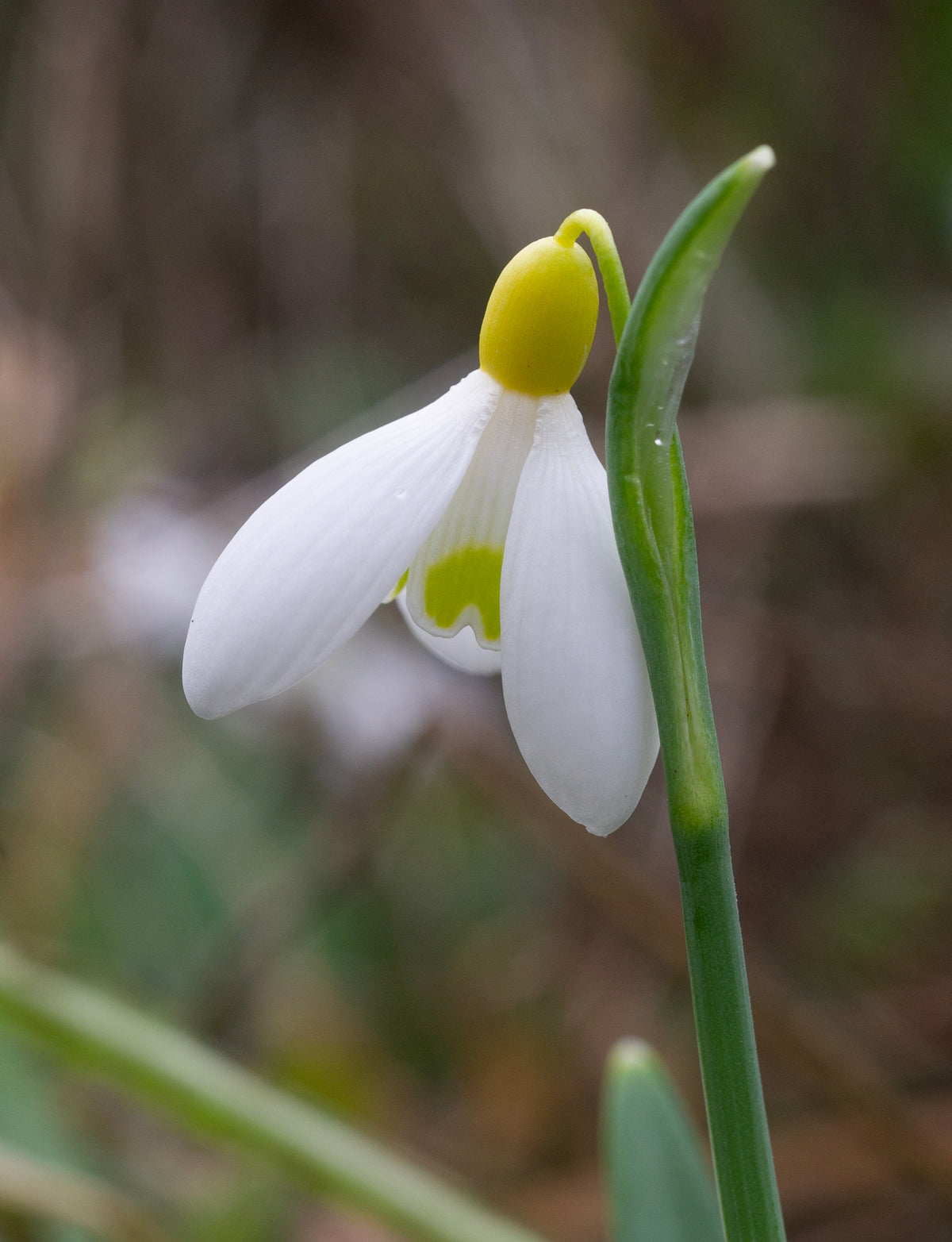 Galanthus x valentinei 'Belvedere Gold' snowdrop – photo 3