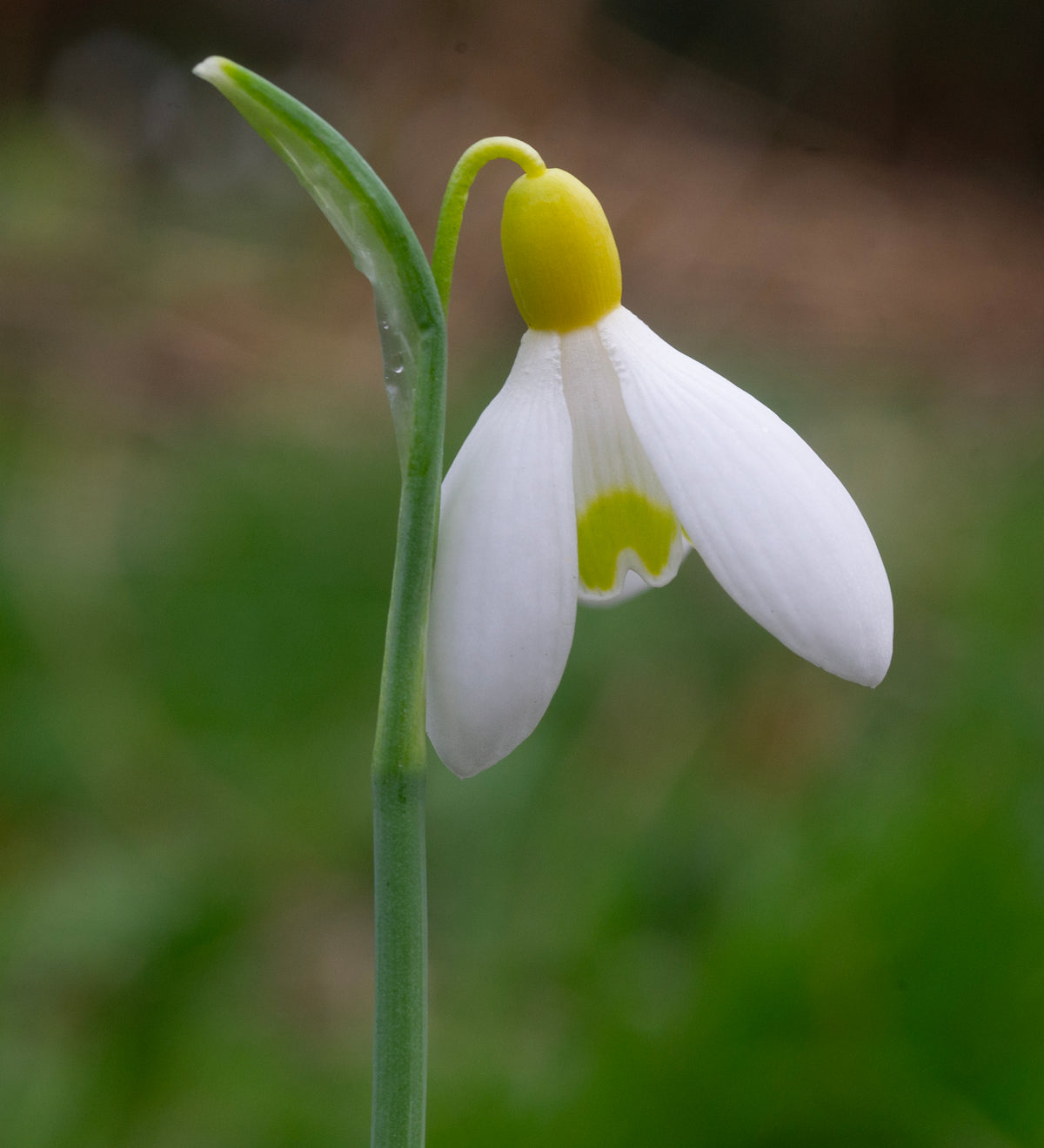 Galanthus x valentinei 'Belvedere Gold' snowdrop – photo 4