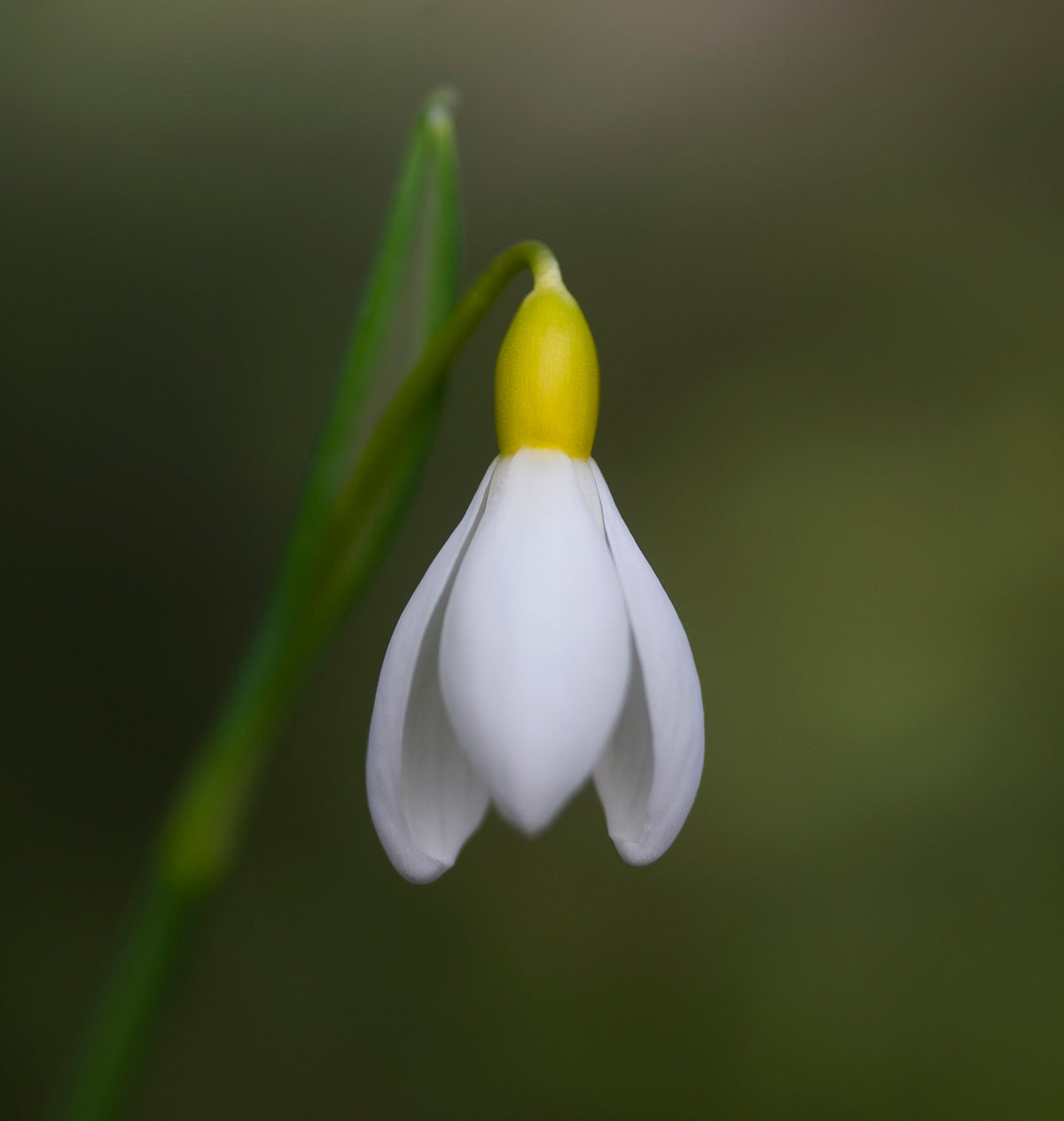 Galanthus x valentinei 'Belvedere Gold' snowdrop – photo 5