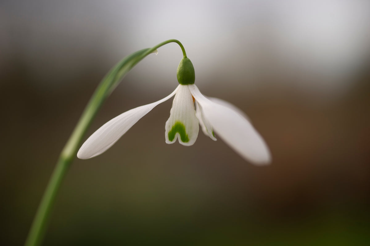 Galanthus 'Benton Magnet' snowdrop – photo 2