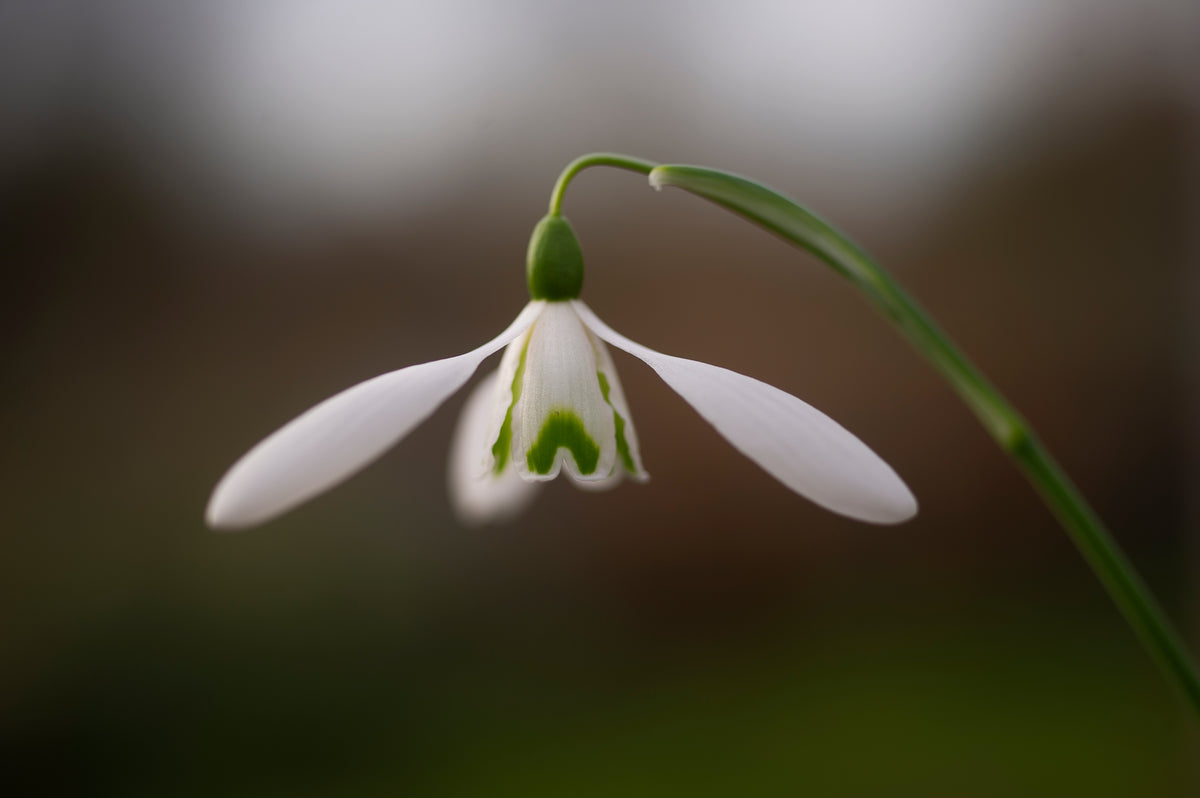 Galanthus 'Benton Magnet' snowdrop – photo 3