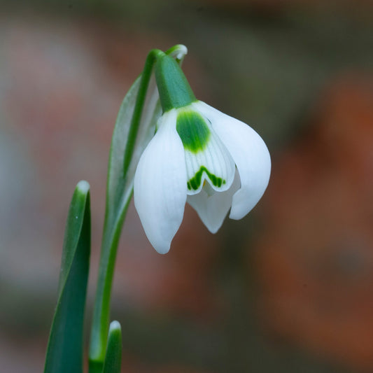 Galanthus 'Bernhard Rollich' snowdrop flower