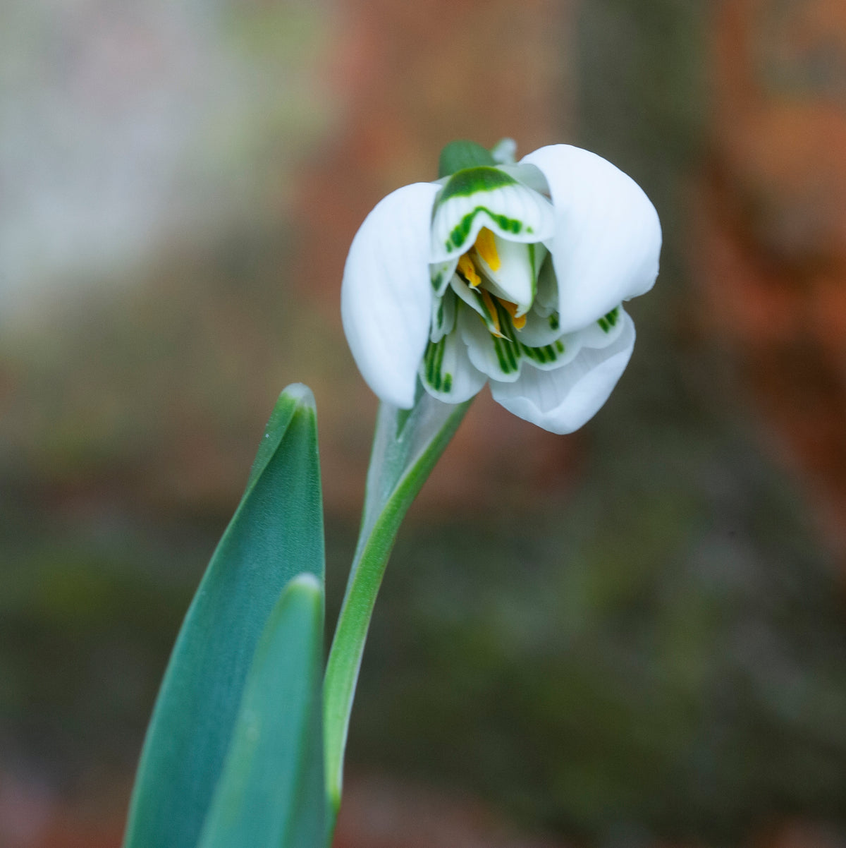 Galanthus 'Bernhard Rollich' snowdrop – photo 3