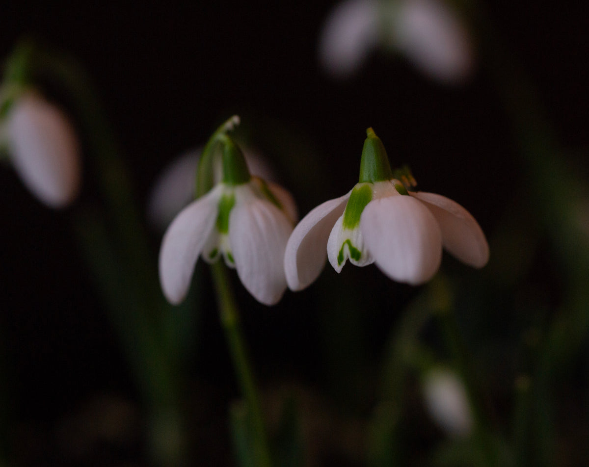 Galanthus 'Bernhard Rollich' snowdrop – photo 2