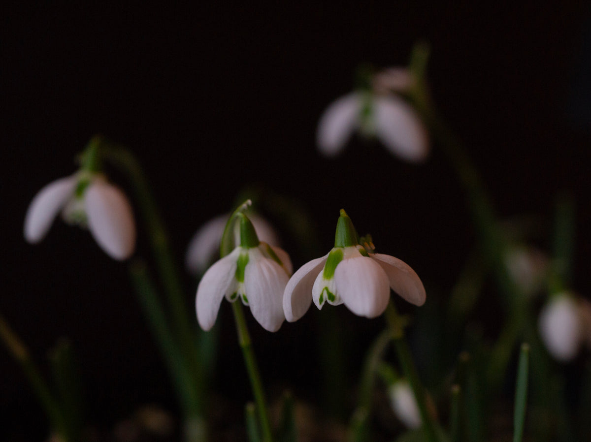 Galanthus 'Bernhard Rollich' snowdrop – photo 4