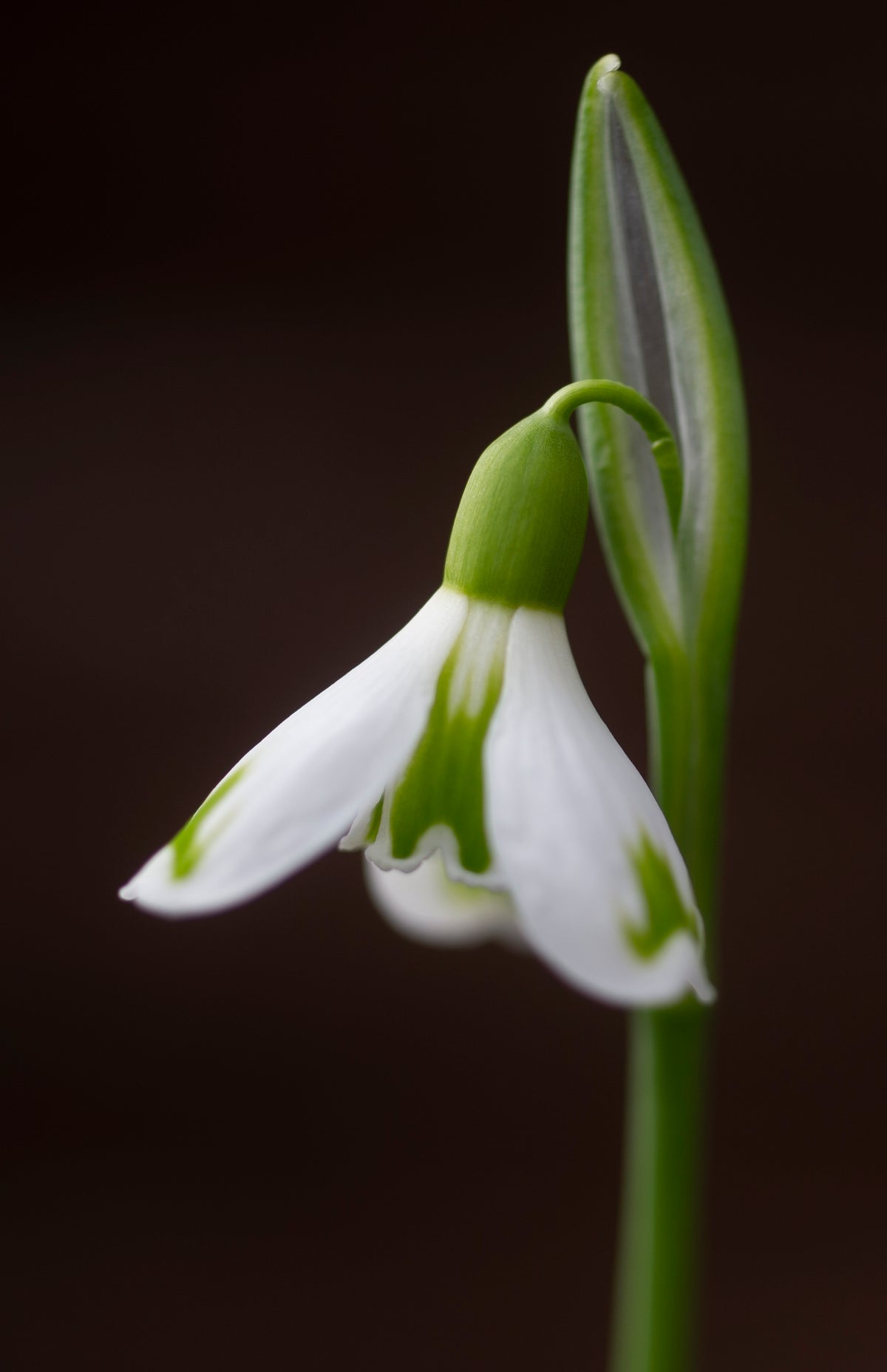 Galanthus 'Bertha' snowdrop flower