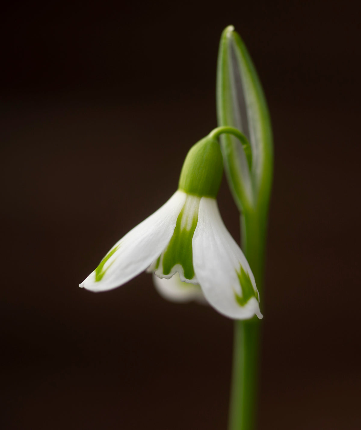 Galanthus 'Bertha' snowdrop – photo 2