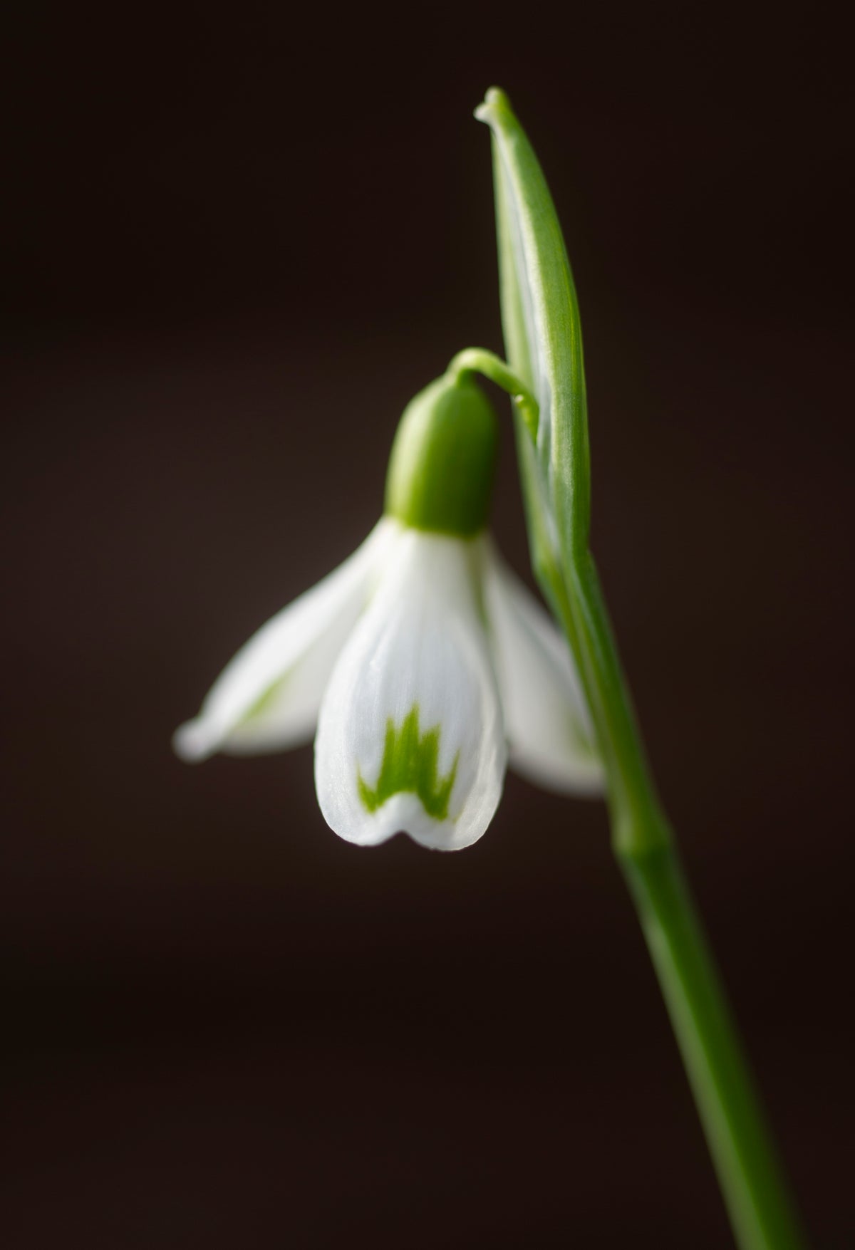 Galanthus 'Bertha' snowdrop – photo 3