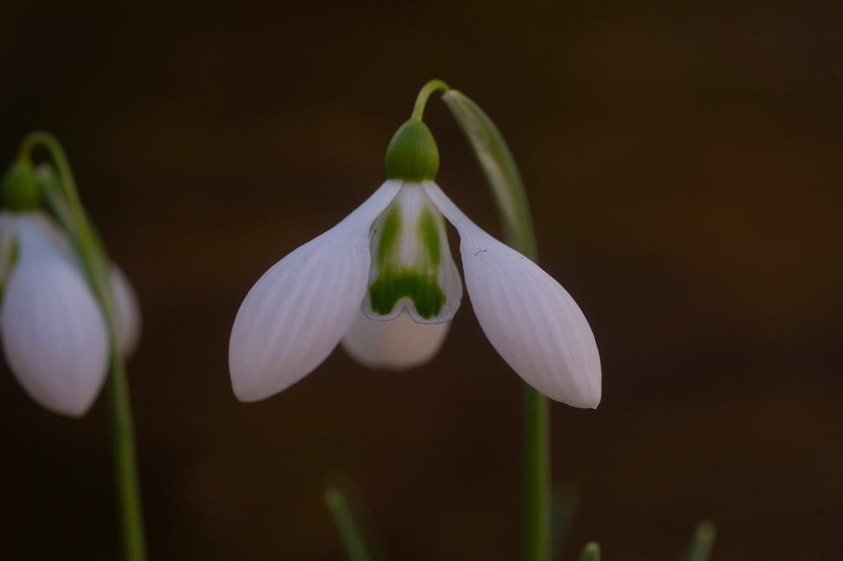 Galanthus 'Big Eyes'