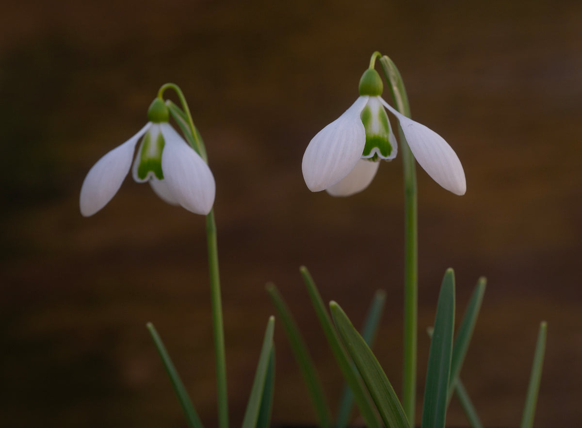 Galanthus 'Big Eyes'
