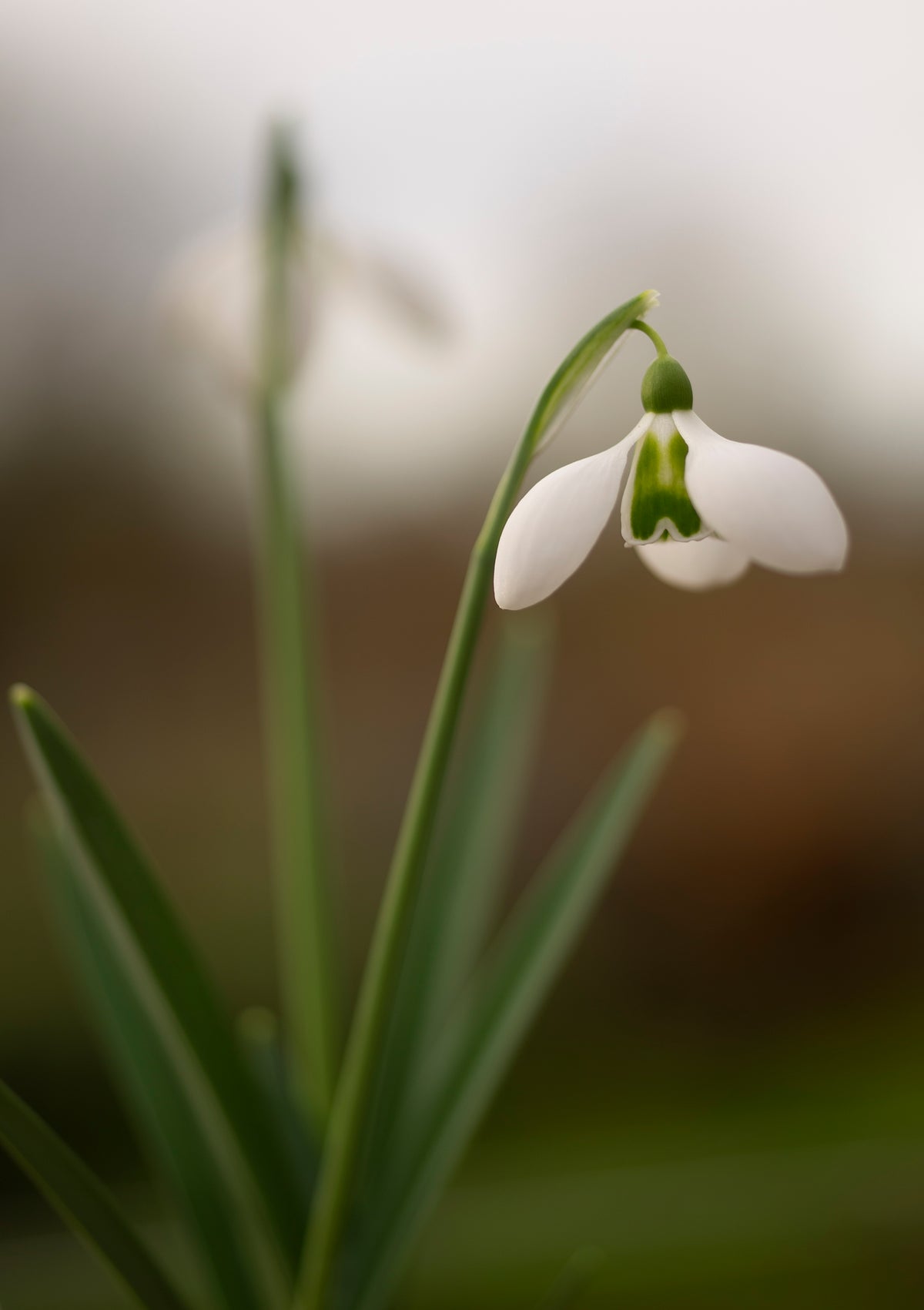 Galanthus 'Big Eyes'
