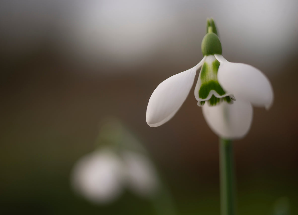 Galanthus 'Big Eyes'