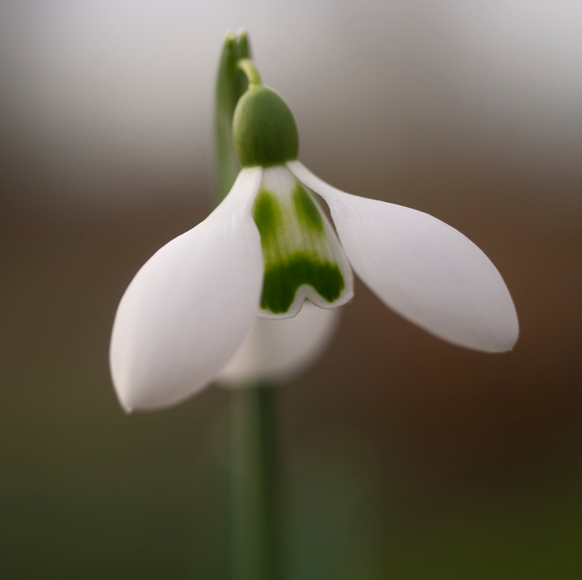 Galanthus 'Big Eyes'