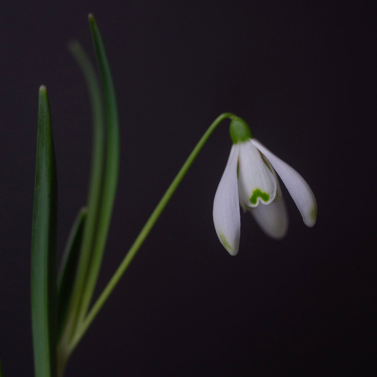 Galanthus nivalis 'Bishop's Mitre' snowdrop flower