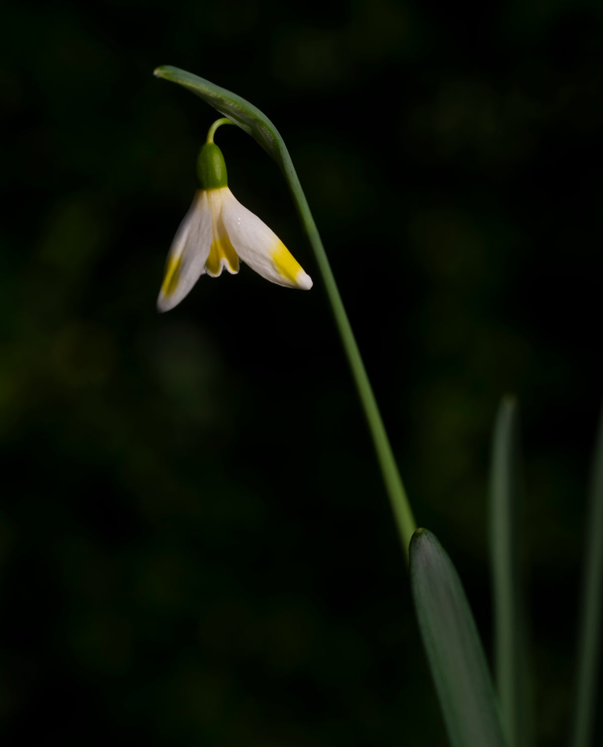 Galanthus 'Bitter Lemons' snowdrop – photo 2