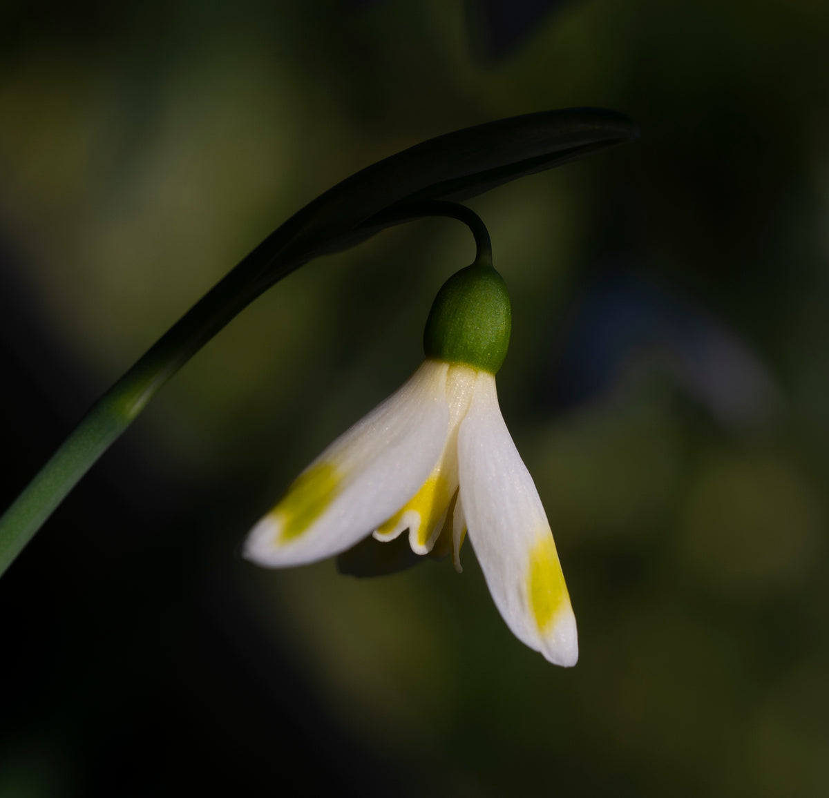 Galanthus 'Bitter Lemons' snowdrop – photo 3