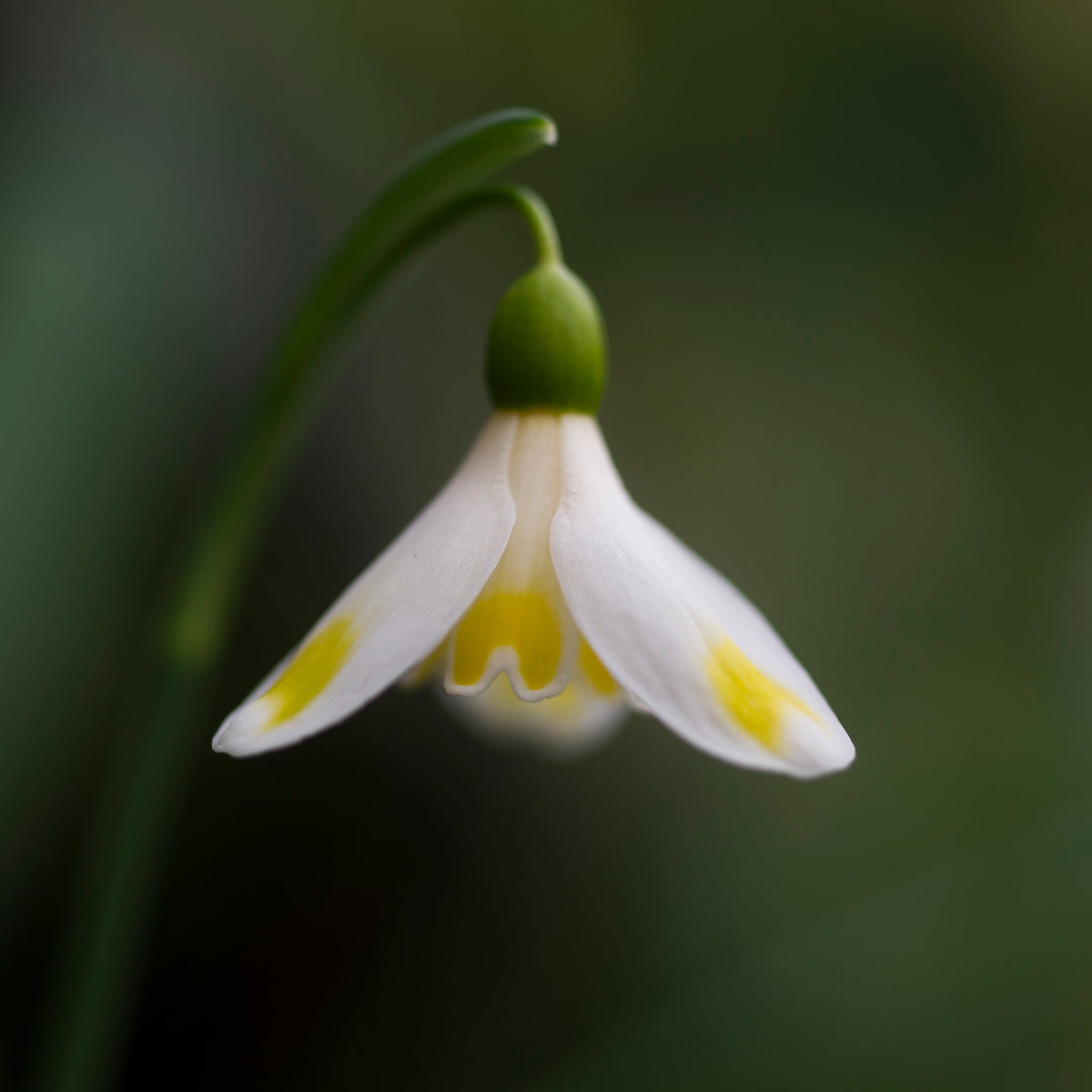 Galanthus 'Bitter Lemons' snowdrop flower