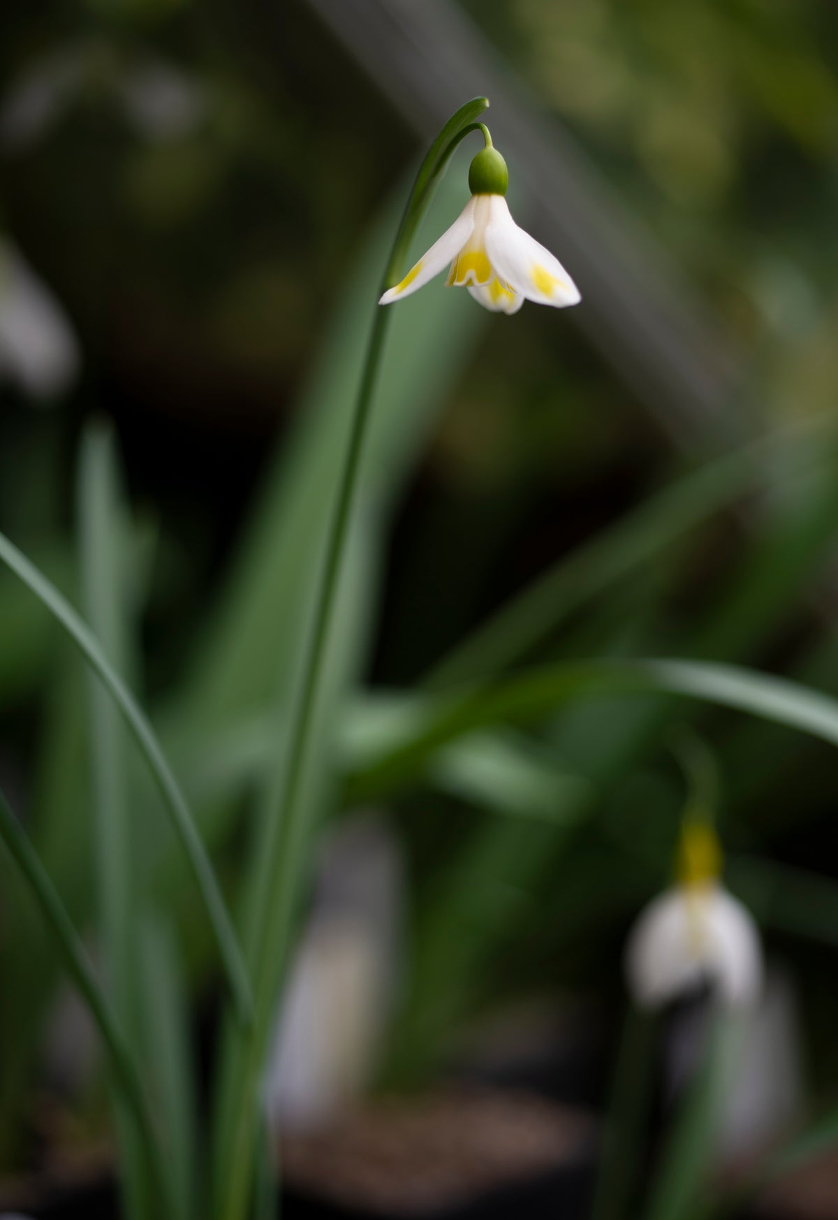 Galanthus 'Bitter Lemons' snowdrop – photo 4