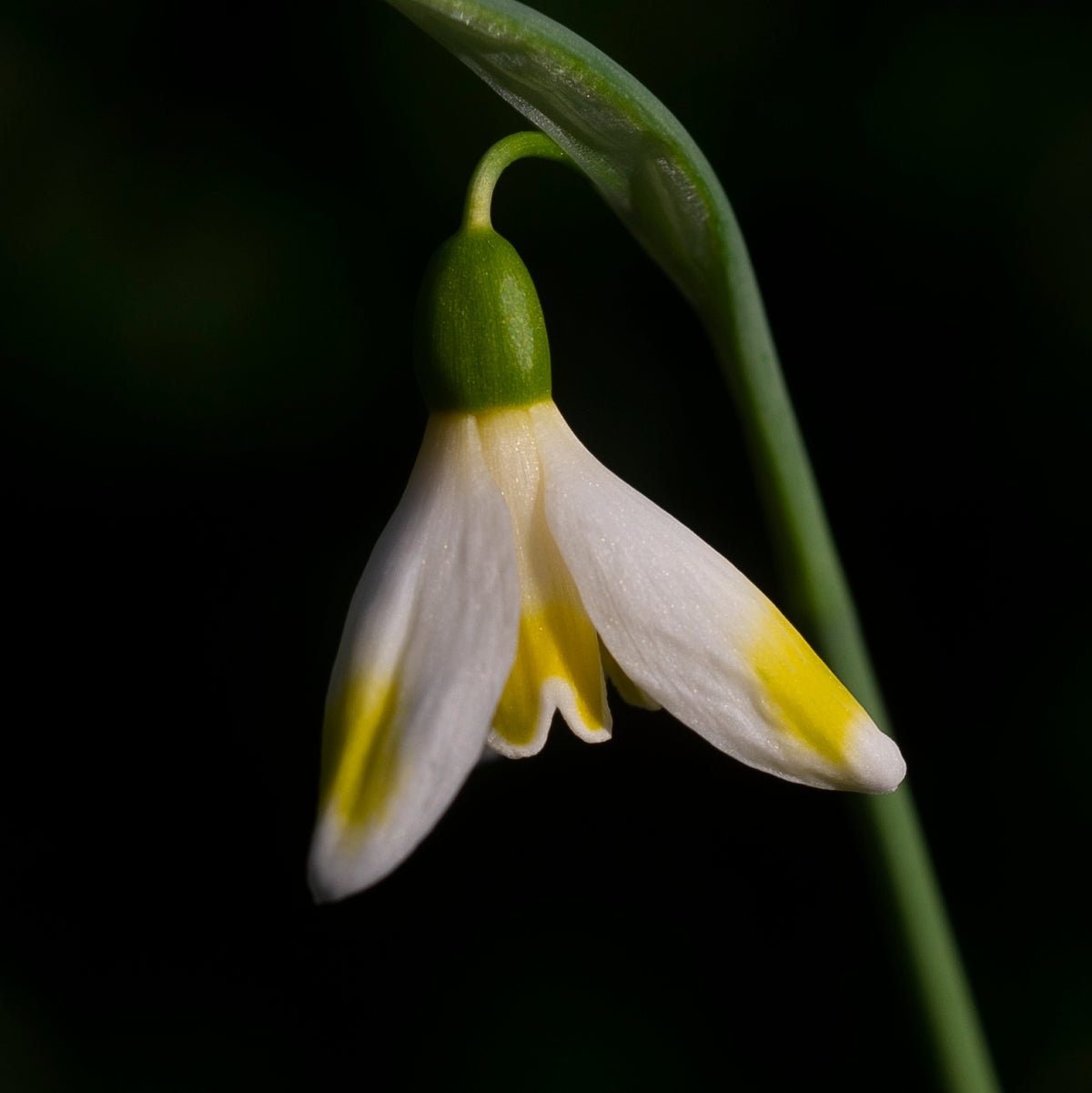 Galanthus 'Bitter Lemons' snowdrop – photo 5